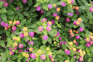 Their bright flowers add color to the garden and make effective ground covers.