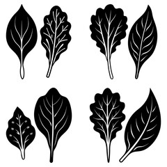 Fototapeta premium Illustration of six black and white leaves with varying shapes and vein patterns arranged in pairs