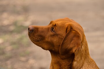 Labrador Hundeprotrait - aufmerksamer Blick