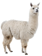 Fototapeta premium alpaca isolated on transparent background