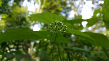 The photo of the flower plant has not yet bloomed. Shot in a tropical rainforest. World Nature Conservation Day on July 28th. green leaves on a tree