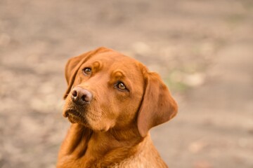 Labrador Hundeprotrait - aufmerksamer Blick
