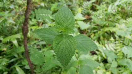 green leaves in the garden. Green leaves pattern background, Natural background and wallpaper. Perfect for documentaries about tropical rainforests and World Nature Conservation Day on July 28th. gree