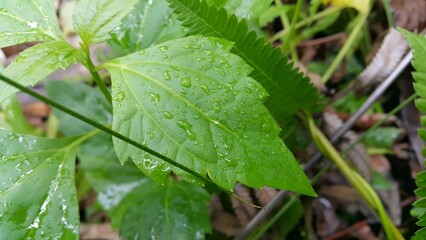 dew on a leaf. rain drops on a leaf, Green leaves pattern background, Natural background and wallpaper. Perfect for documentaries about tropical rainforests and World Nature Conservation Day on July 2