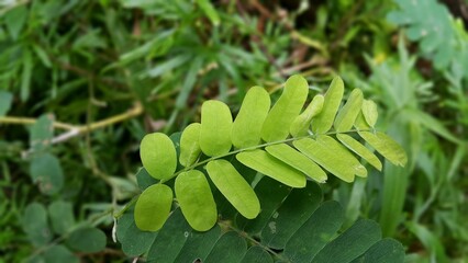 Abrus. close up of green leaf. Green leaves pattern background, Natural background and wallpaper. Perfect for documentaries about tropical rainforests and World Nature Conservation Day on July 28th.