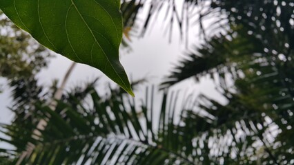 Fototapeta premium Beautiful scenic background in forest. Perfect for documentaries about tropical rainforests and World Wildlife Conservation Day on December 4th. palm trees in the wind