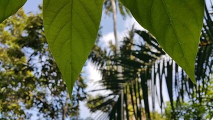 Beautiful wallpaper view of sunshine and trees in forest. Perfect for documentaries about tropical rainforests and World Nature Conservation Day on July 28th. rain in the forest, rain on the tree