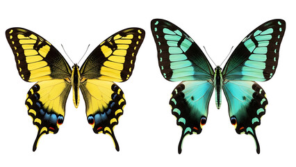 Obraz premium Two butterflies isolated on white background, yellow and blue butterfly insect nature wildlife art 100 on transparent background