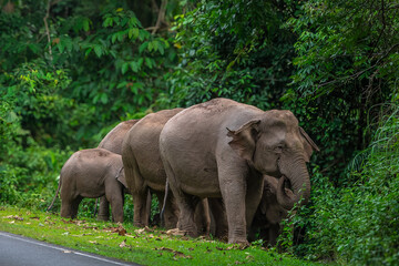 Naklejka premium Its body is gray, its snout is called the trunk. The trunk of the Asian elephant has only one beak. Nakhon Ratchasima, Thailand. 
