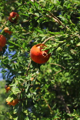 Ripe fresh pomegranates on branches ready for picking at a pomegranate farm