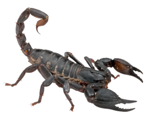 black scorpion isolated on transparent background