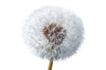 Close-up of a dandelion seed head (34)