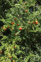 Ripe fresh pomegranates on branches ready for picking at a pomegranate farm