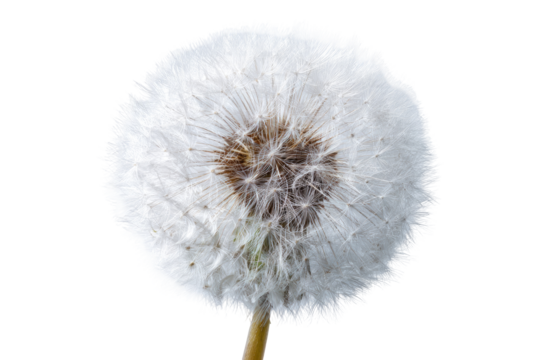 Close-up of a dandelion seed head (34)