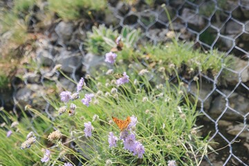 A vibrant orange butterfly gracefully rests on delicate lavender flowers, surrounded by lush green...
