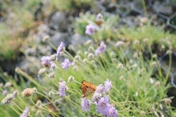 During the day, an orange butterfly with black spots perches delicately on purple flowers, feeding...