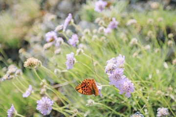 An orange and black Argynnis butterfly alights on a cluster of light purple field scabious flowers in a grassy meadow during a sunny late summer afternoon
