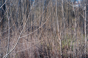 Intricate tangle of emerging tree branches forming a small microclimate
