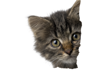 Close-up of a tabby kitten's head