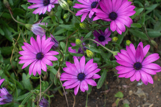 Dimorphotheca ecklonis or osteospermum is a perennial perennial plant of African origin, also known as African daisy or Cape marigold