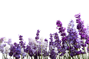 Obraz premium Close-up of lavender blossoms