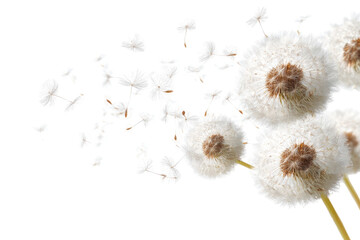 Dandelions in Motion