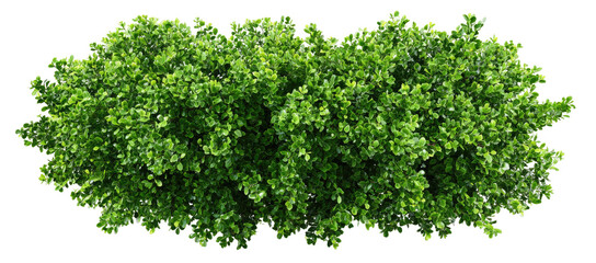 Dense, vibrant green foliage in a horizontal row