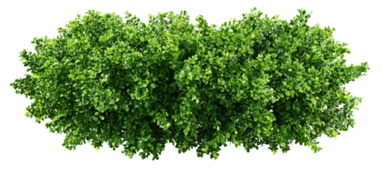 Dense, vibrant green foliage in a horizontal row