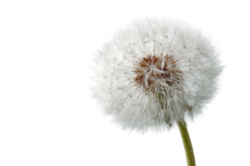 Close-up of a dandelion seed head (1)
