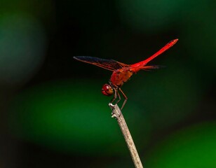 Vibrant red dragonfly perched on a twig