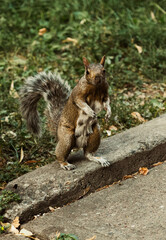 squirrel in the park