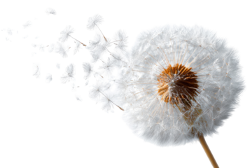 A dandelion seed head releasing seeds