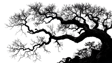 Silhouette of a Majestic, Ancient Tree with Twisted Branches