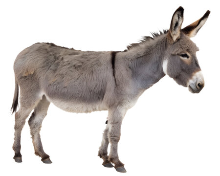 gray donkey isolated on transparent background
