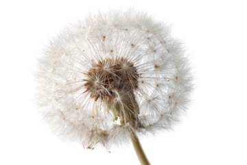 Close-up of a dandelion seed head (5)