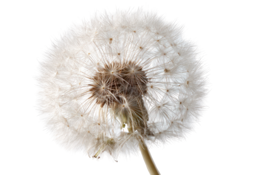 Close-up of a dandelion seed head (5)