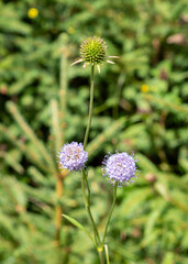 Succisa pratensis with purple flowers in greenery