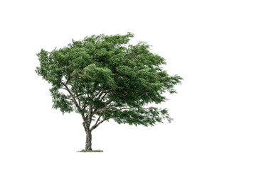 Obraz premium A solitary tree against a black background