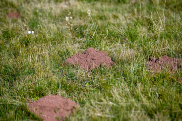 Molehill in the meadow. Soil that was thrown onto the surface of the field by moles.