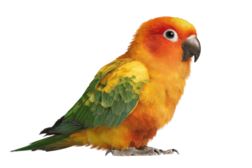 Colorful parrot profile shot