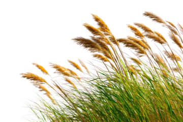 Wild grass blowing in the wind