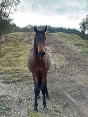 Yegua mira la cámara