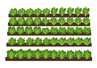 Rows of green leafy crops some cabbagelike in a farm or garden setting