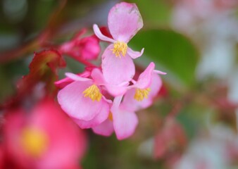 Begonia flowers beautiful nature photo