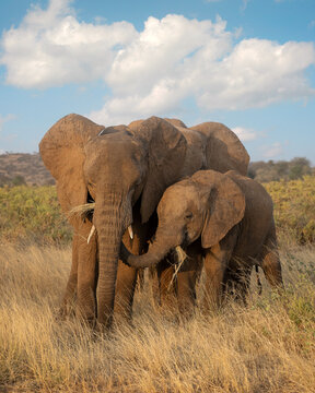 Pair of African elephants (mother and infant) in grasslands of Samburu National Reserve in Kenya Africa