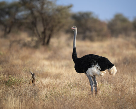 Male Somali ostrich in grasslands of Samburu National Reserve in Kenya