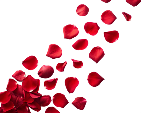 Floating red rose petal isolated on white. Background concept for love greetings on valentines day and mothers day. Space for text. - Powered by Adobe