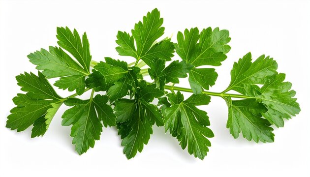 Fresh parsley herb bunch with green leaves crisp texture aromatic garnish organic food isolated on white background
