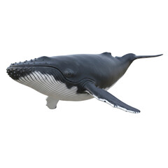 Humpback Whale Swimming on Black Background marine life ocean isolated on a transparent background