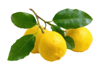 Fresh lemons on branch with leaves
